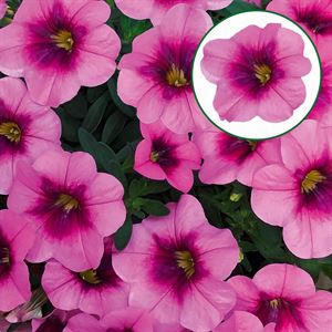 Bild von Calibrachoa P12 Glamour